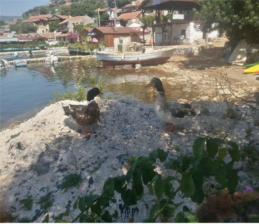 Sahil Pension Kaleucagız Esterno foto